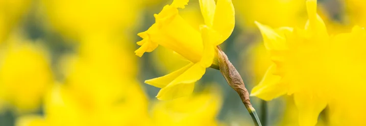 Gelbe Narzisse im Vordergrund